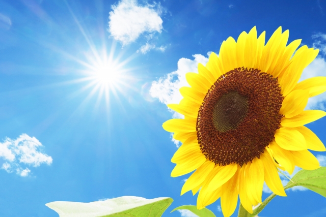 日焼けなんて怖くない！飲む日焼け止めで体の内側から紫外線対策！